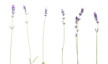 Beyaz lavanta, set. Güzel kokulu çiçekler.