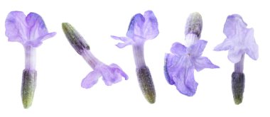 Lavanta çiçekleri beyaz sette izole edilmiş. Güzel kokulu çiçekler.