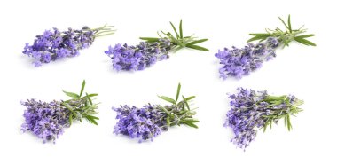 Beyaz, desenli lavanta demetleri