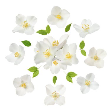 Yasemin çiçekleri ve yeşil yapraklar beyaz üzerine izole edilmiş.