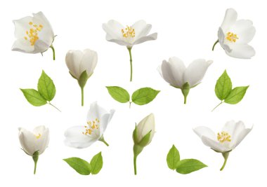 Yasemin çiçekleri ve yeşil yapraklar beyaz üzerine izole edilmiş.