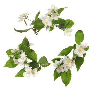 Yasemin çiçekleri ve yeşil yapraklar beyaz üzerine izole edilmiş.