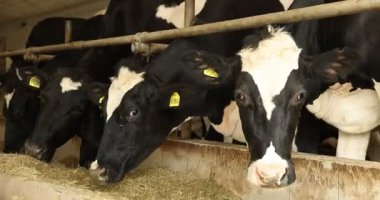 Süt çiftliğindeki ahırın içinde çitlerin yanında saman yiyen şirin inekler.