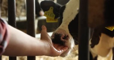 Süt çiftliğindeki ahırın içinde şirin buzağısı olan çiftçi, yakın plan.