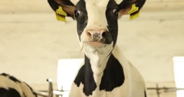 Süt çiftliğindeki ahırın içinde çitin yanındaki şirin buzağılar.