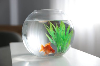 Yuvarlak akvaryumdaki güzel akvaryumdaki balıklar beyaz masa içinde.