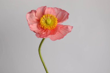 Gri arka planda güzel bir gelincik çiçeği, yakın plan.