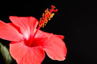 Siyah arka planda güzel kırmızı amber çiçeği, yakın plan. Metin için boşluk