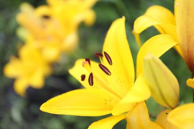 Açık havada büyüyen güzel sarı zambaklar, yakın plan.
