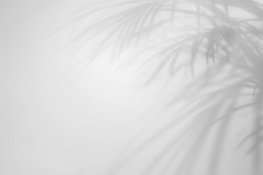 Beyaz arka planda tropik palmiye dallarının gölgeleri. Siyah ve beyaz tonlama