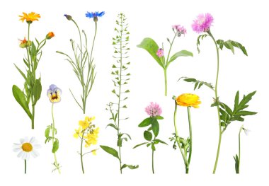 Farklı güzel çiçekler bembeyaz, sette.