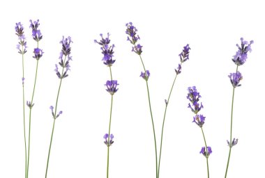 Beyaz lavanta, set. Güzel kokulu çiçekler.