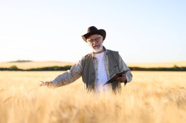 Olgun buğday tarlasında panosu olan kıdemli çiftçi.