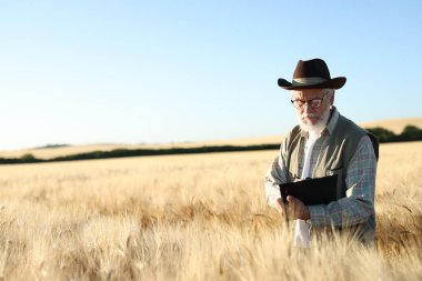 Olgun buğday tarlasında panosu olan kıdemli çiftçi, metin için yer