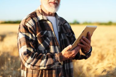 Olgun buğday tarlasında tabletli kıdemli çiftçi, yakın plan.
