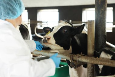 Süt çiftliğindeki ahırın içinde şirin inekleri olan veteriner.
