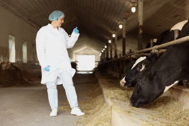 Süt çiftliğindeki ahırın içinde şirin inekleri olan veteriner.