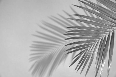 Tropik palmiye dalları beyaz duvara gölge düşürüyor. Siyah ve beyaz tonlama