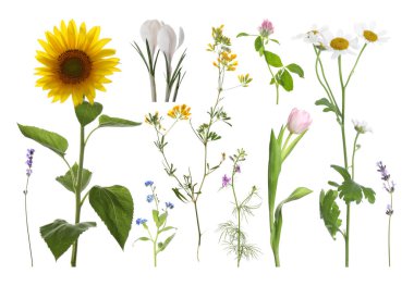 Farklı güzel çiçekler bembeyaz, sette.