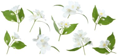 Kokulu yasemin çiçekleri ve yaprakları beyaz sette izole edilmiş.