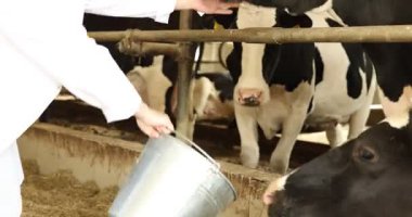 Çiftçi kovayla süt çiftliğinde şirin inekleri besliyor, yakın plan.