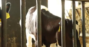 Süt çiftliğindeki ahırın içinde çitin yanındaki şirin buzağılar.