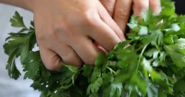 Maydanoz tohumu toplayan kadın, yakın çekim görüntüsü.