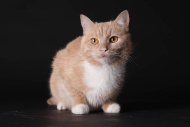 Siyah arka planda sevimli kızıl kedi. Sevimli hayvan.