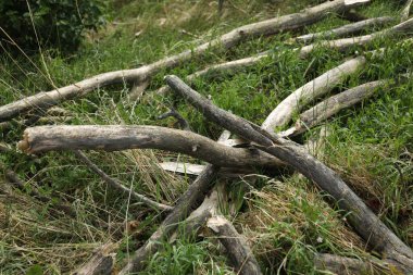Kırık ağaç dalları yeşil çimlerin üzerinde, yakın plan