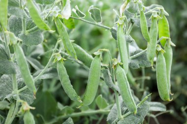 Olgun yeşil bezelye kabukları dışarıda büyüyor, yakın plan.