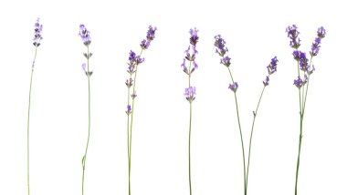 Beyaz lavanta, set. Güzel kokulu çiçekler.