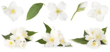 Kokulu yasemin çiçekleri ve yaprakları beyaz sette izole edilmiş.