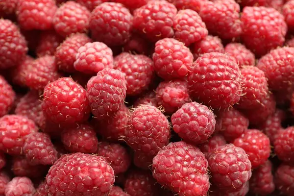 Arka plan olarak pek çok taze ahududu, üst görünüm