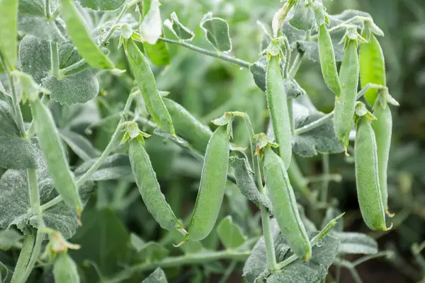 Olgun yeşil bezelye kabukları dışarıda büyüyor, yakın plan.