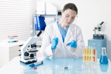 Laboratuvardaki masada Petri kabında numuneyle çalışan bilim adamı