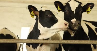 Süt çiftliğindeki ahırın içinde çitin yanındaki şirin buzağılar.