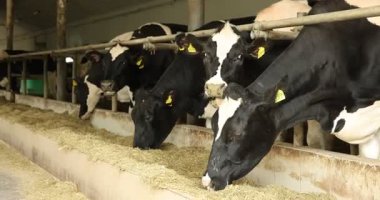 Süt çiftliğindeki ahırın içinde çitlerin yanında saman yiyen şirin inekler.