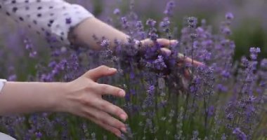 Dışarıda güzel açan lavanta çiçeklerine dokunan kadın, yakın plan.