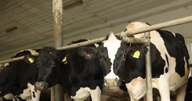 Süt çiftliğindeki ahırın içinde çitlerin yanında saman yiyen şirin inekler. Kamera aşağı iniyor