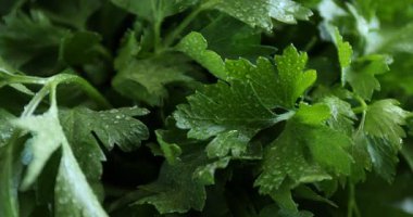 Taze aromalı maydanozlu su damlaları, yakın plan.