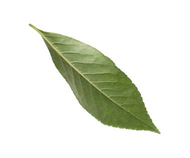 Beyaza izole edilmiş bir portakal yaprağı. Citrus bitkisi