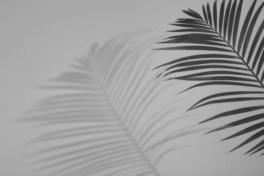 Tropik palmiye dalları beyaz duvara gölge düşürüyor. Siyah ve beyaz tonlama