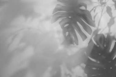 Beyaz arka planda tropikal bitkilerin gölgeleri. Siyah ve beyaz tonlama