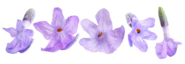 Lavanta çiçekleri beyaz sette izole edilmiş. Güzel kokulu çiçekler.