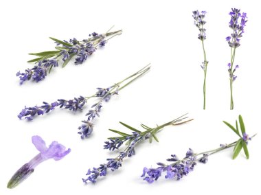 Beyaz lavanta, set. Güzel kokulu çiçekler.