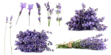 Beyaz lavanta, set. Güzel kokulu çiçekler.