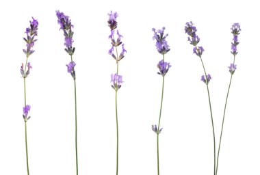 Beyaz lavanta, set. Güzel kokulu çiçekler.