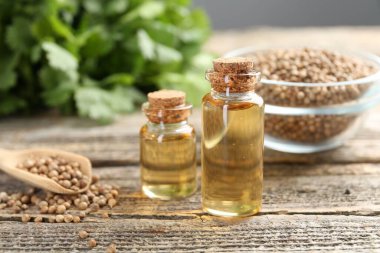 Kişniş yağı şişeler, tohumlar ve kişniş yaprakları ahşap masa, yakın çekim