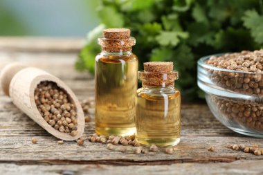 Kişniş yağı şişeler, tohumlar ve kişniş yaprakları ahşap masa, yakın çekim