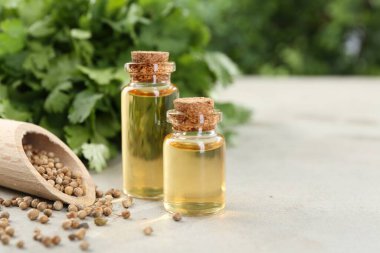 Kişniş yağı şişelerde, tohumlarda ve kişniş yapraklarında ışık masasında, yakın plan. Metin için boşluk